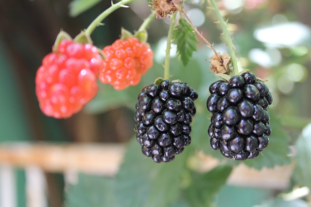 Frutos de zarzamora madurando Rubus fruticosus