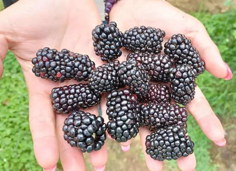 frutos grandes de zarzamora remontante ARK