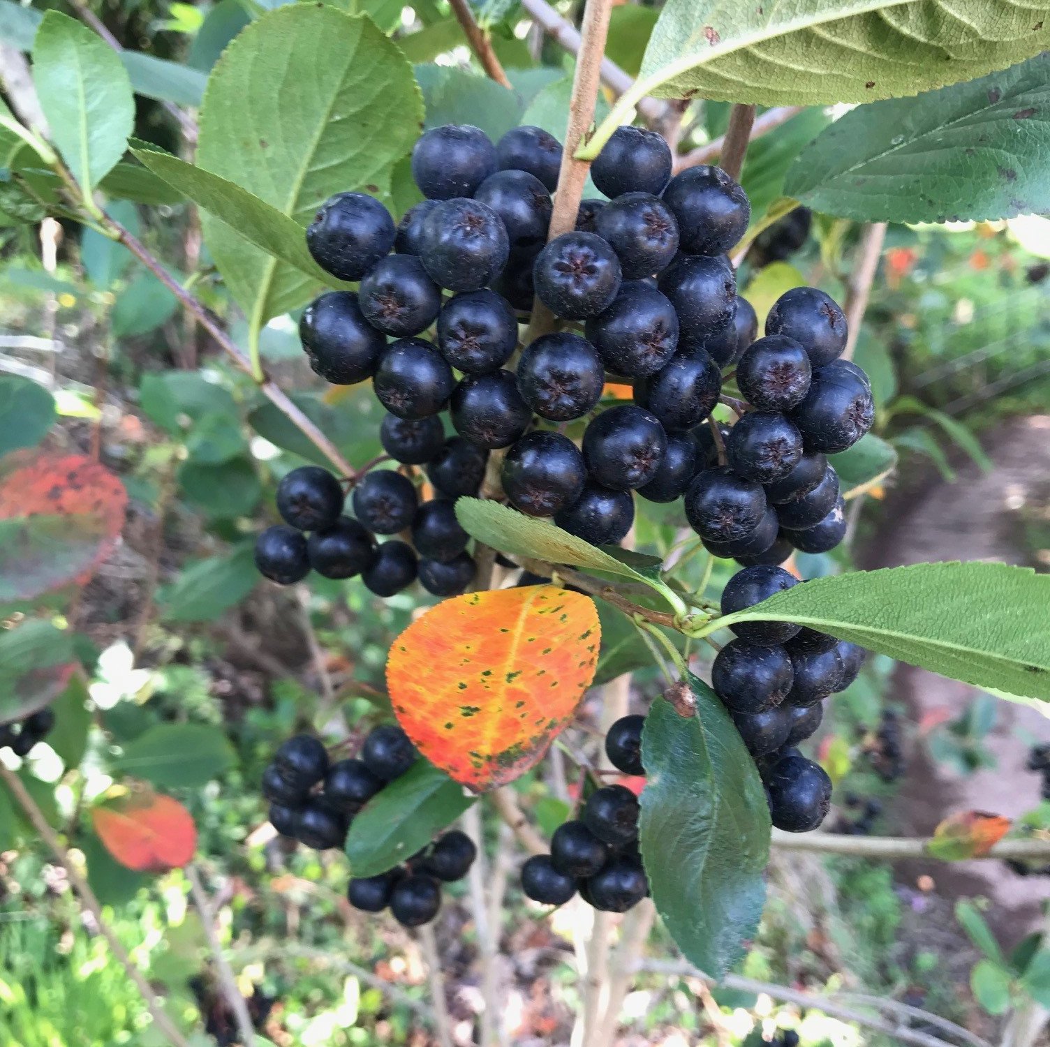 Que es la aronia. Aronia melanocarpa consejos y venta online